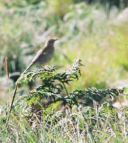 Bird of shola forests bird