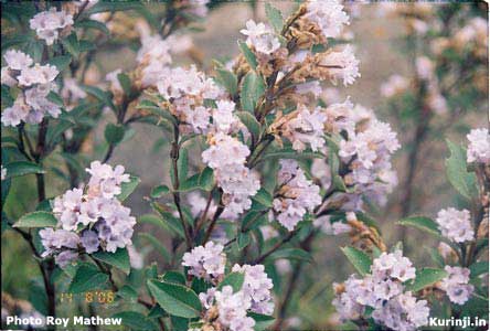Kurinji in bloom near Munnar