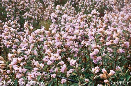 Kurinji in bloom near Munnar