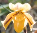 Paphiopedilum druryi