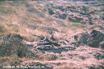 Eravikulam National Park