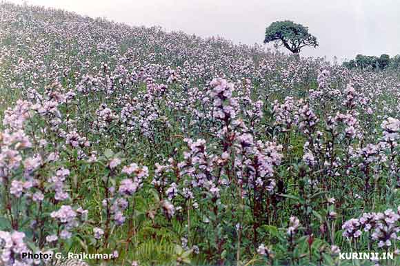 Kurinji in bloom