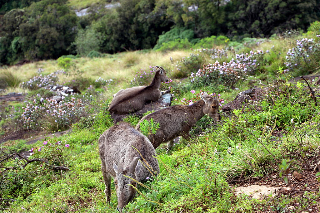 tahr and the blooms