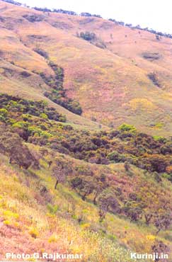 Kurinji Habitat