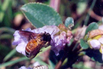 Bee and the kurinji