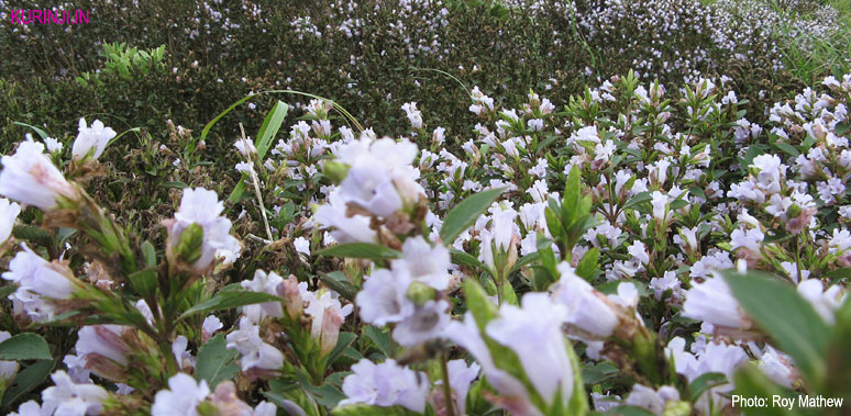 Kurinji flowers at Kazhuthakulam medu