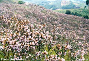 Kurinji in bloom near Munnar