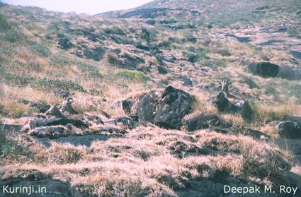 Eravikulam National
            Park