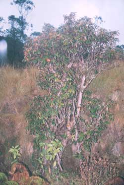 Rododendron