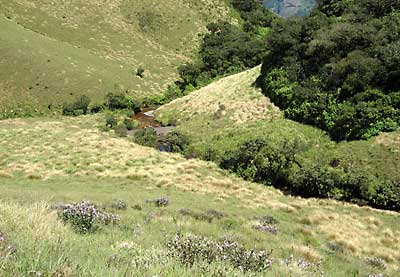 shola grasslands