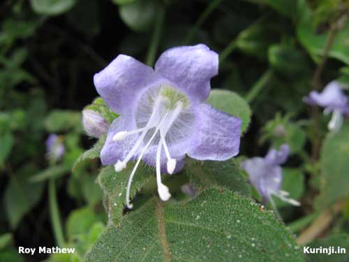 Strobilanthes species