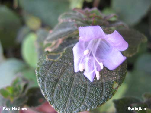 Strobilanthes species