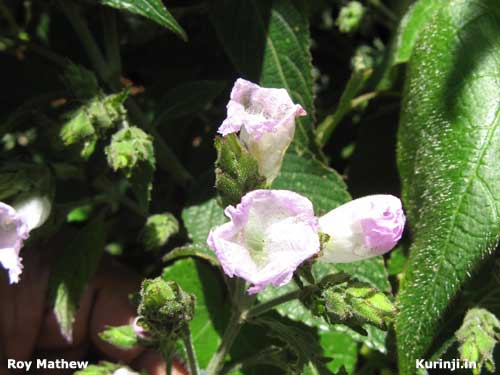 Strobilanthes species