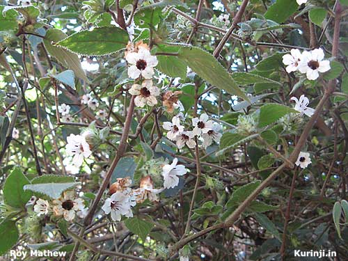 Strobilanthes species