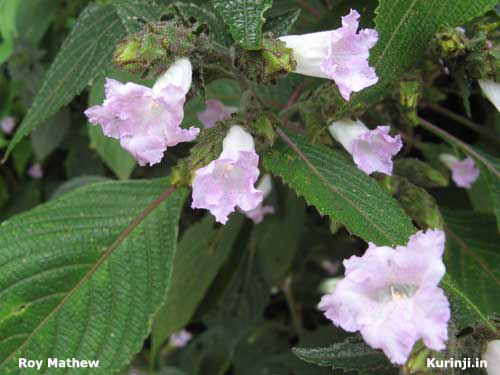 Strobilanthes species
