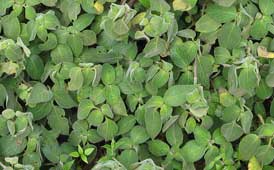 Strobilanthes-pulneyensis