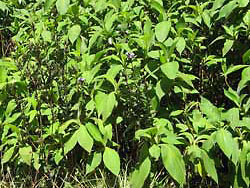 Strobilanthes