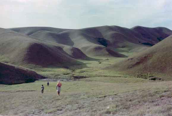 kurinji habitat