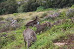 Ibex