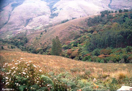 Habitat of kurinji under destruction