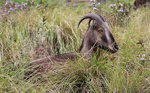 Nilgiri Tahr