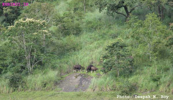 Periyar Tiger R