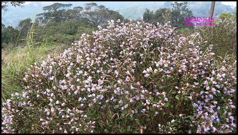 Kurinji bloom