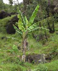 A banana tree planted on natural grasslands encroached land