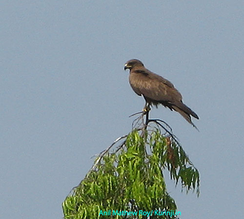 Kite