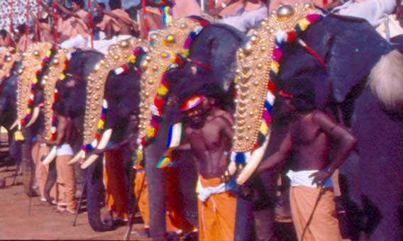 elephants
