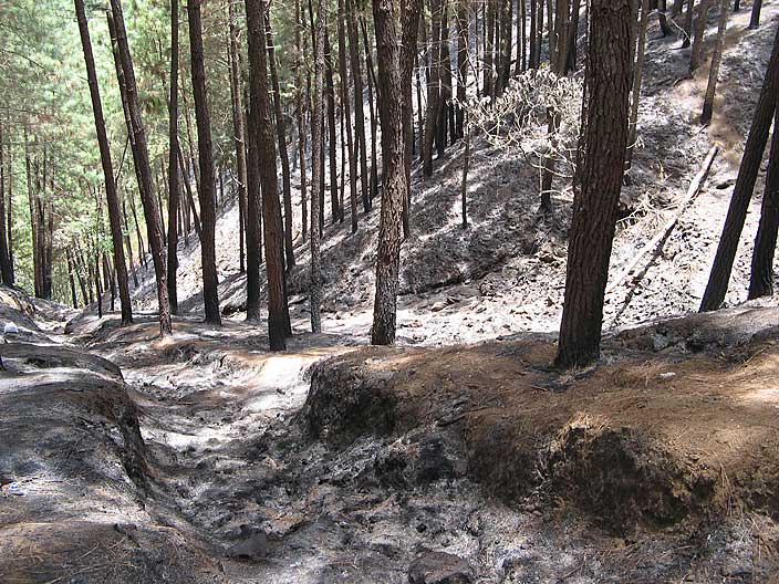 Fire at Vagamon