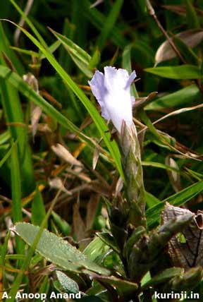 Strobilanthes kunthiana