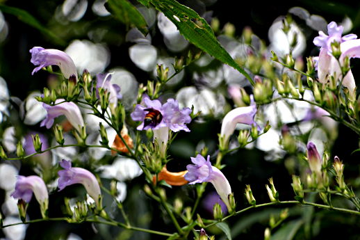 Strobilanthes