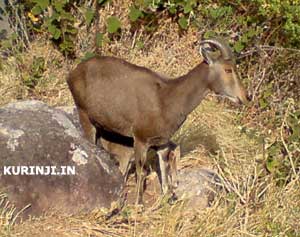 Nilgiri tahr feeding its kid Ibex with kid