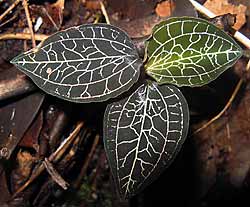Jewel orchid