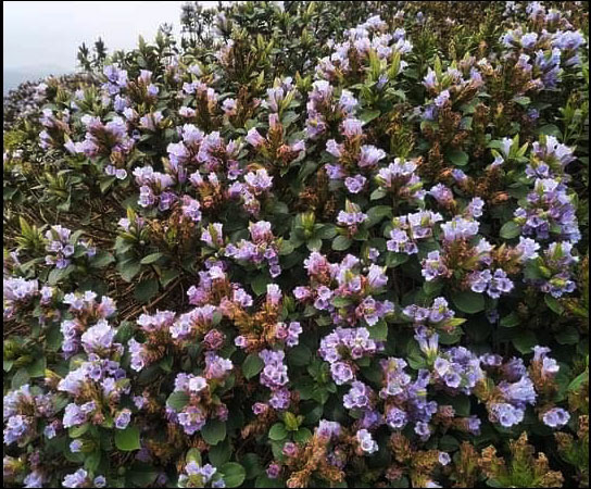 Kurinji bloom