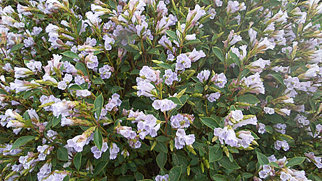 Neelakurinji