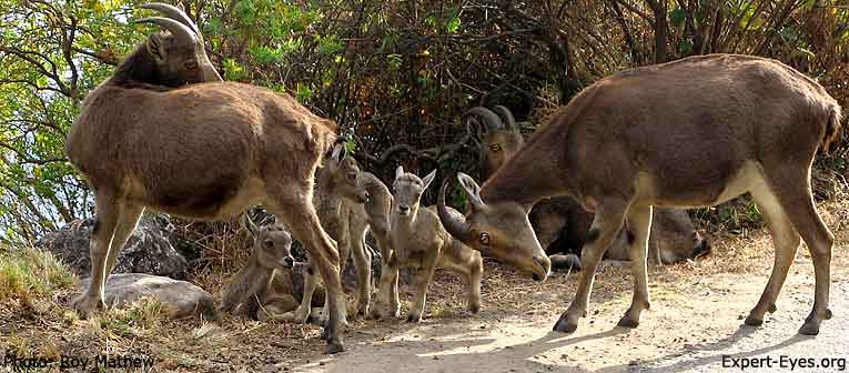 Nilgiri Tahr