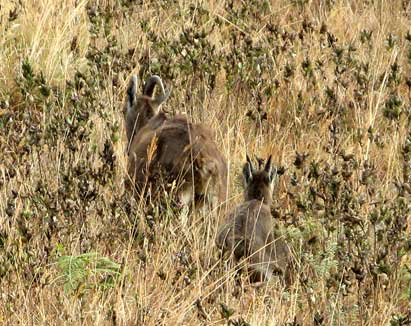 Ibex and waning kurinji