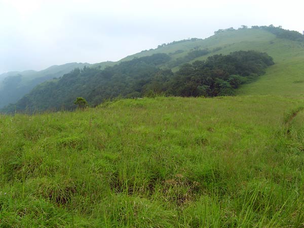 Shola forest