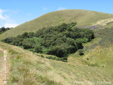 shola grassland