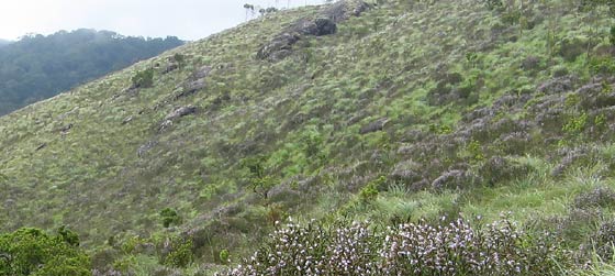 Shola grassland