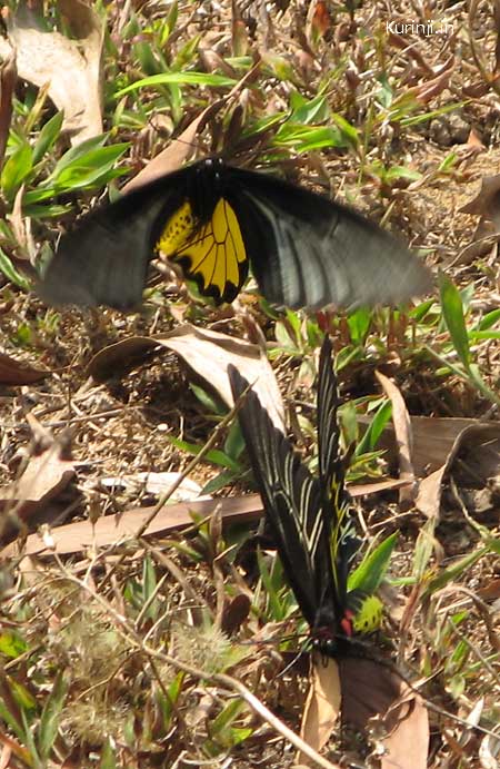 Birdwing