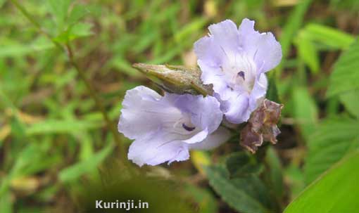  Stray flowers 