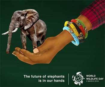 World Wildlife 